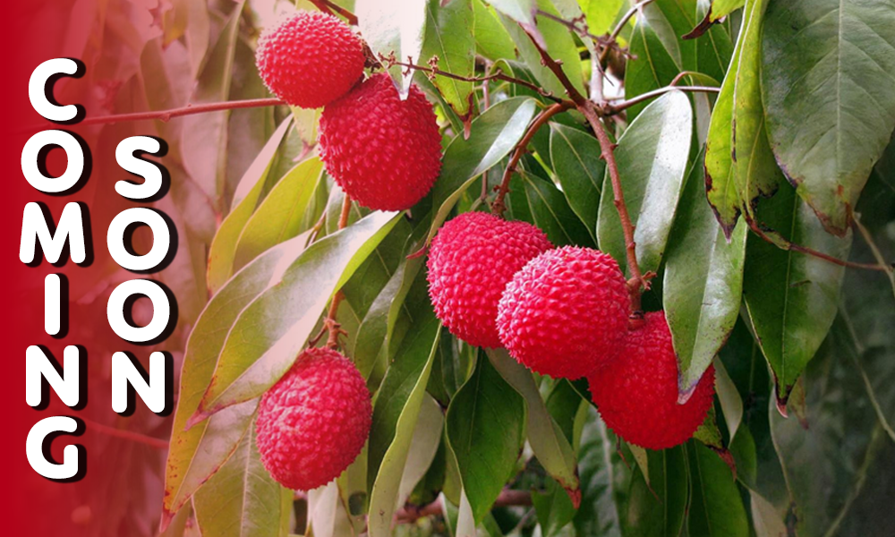 Litchi: Coming Soon to Oksingreen!