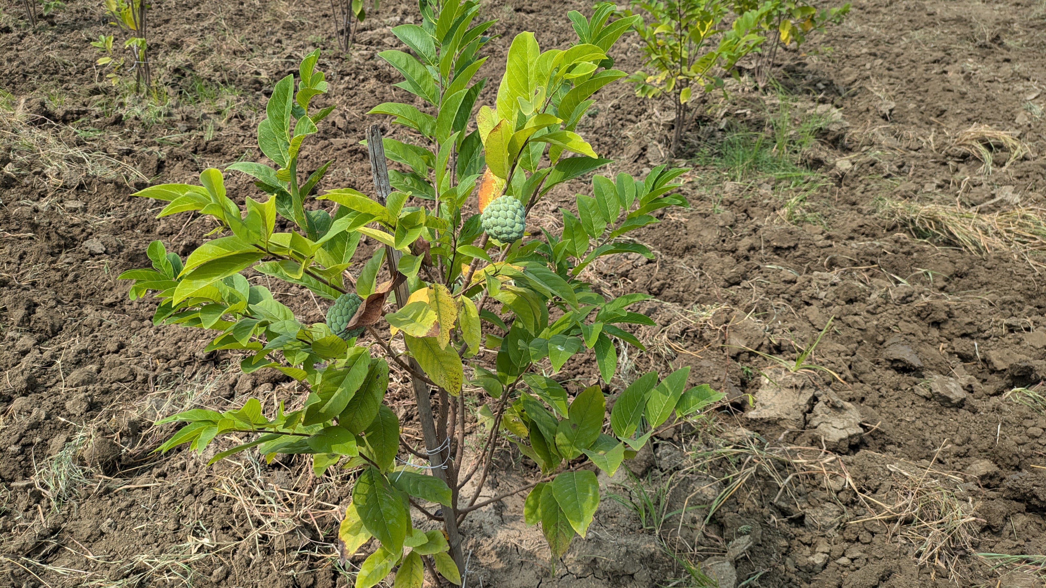 Is a 1-Acre Garden Worth More Than a 100-Acre Field?